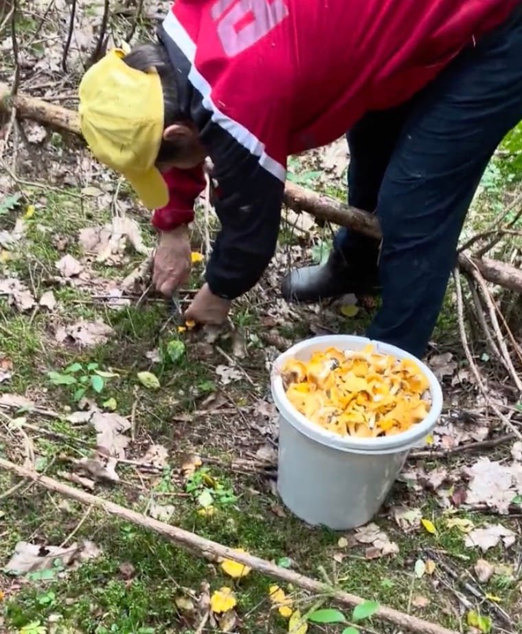 A person harvesting wild yellow chanterelles with a small knife next to a white bucket