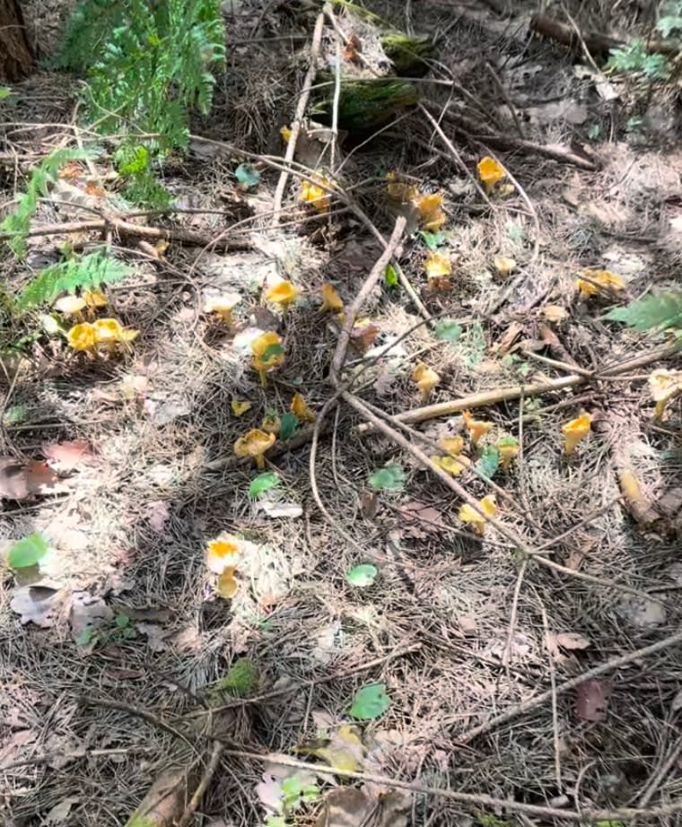 Wild yellow chanterelles sprouting through dry twigs and pine needles on the forest floor