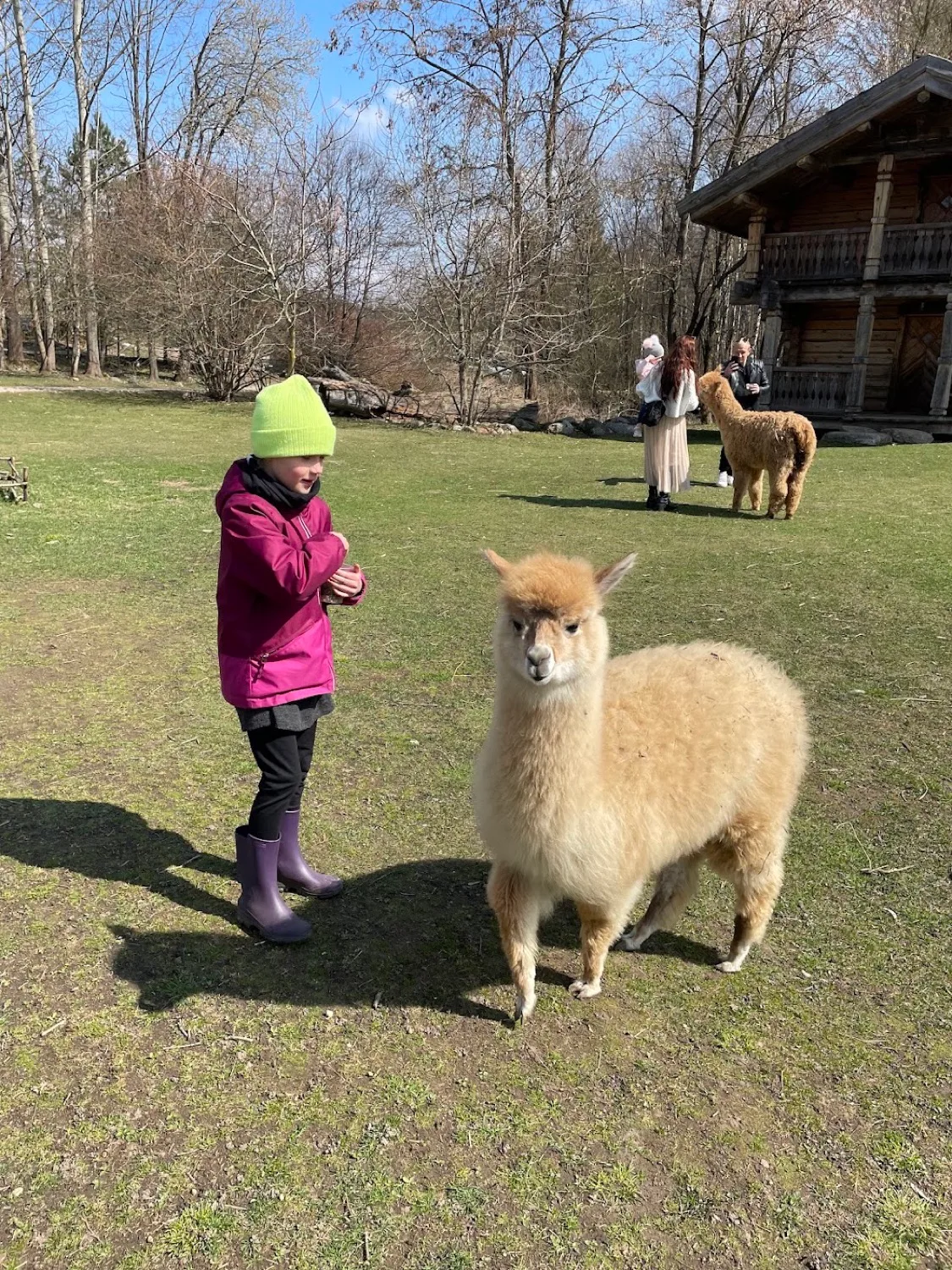 Child feeding a fluffy alpaca on a farm with a wooden house in the background
