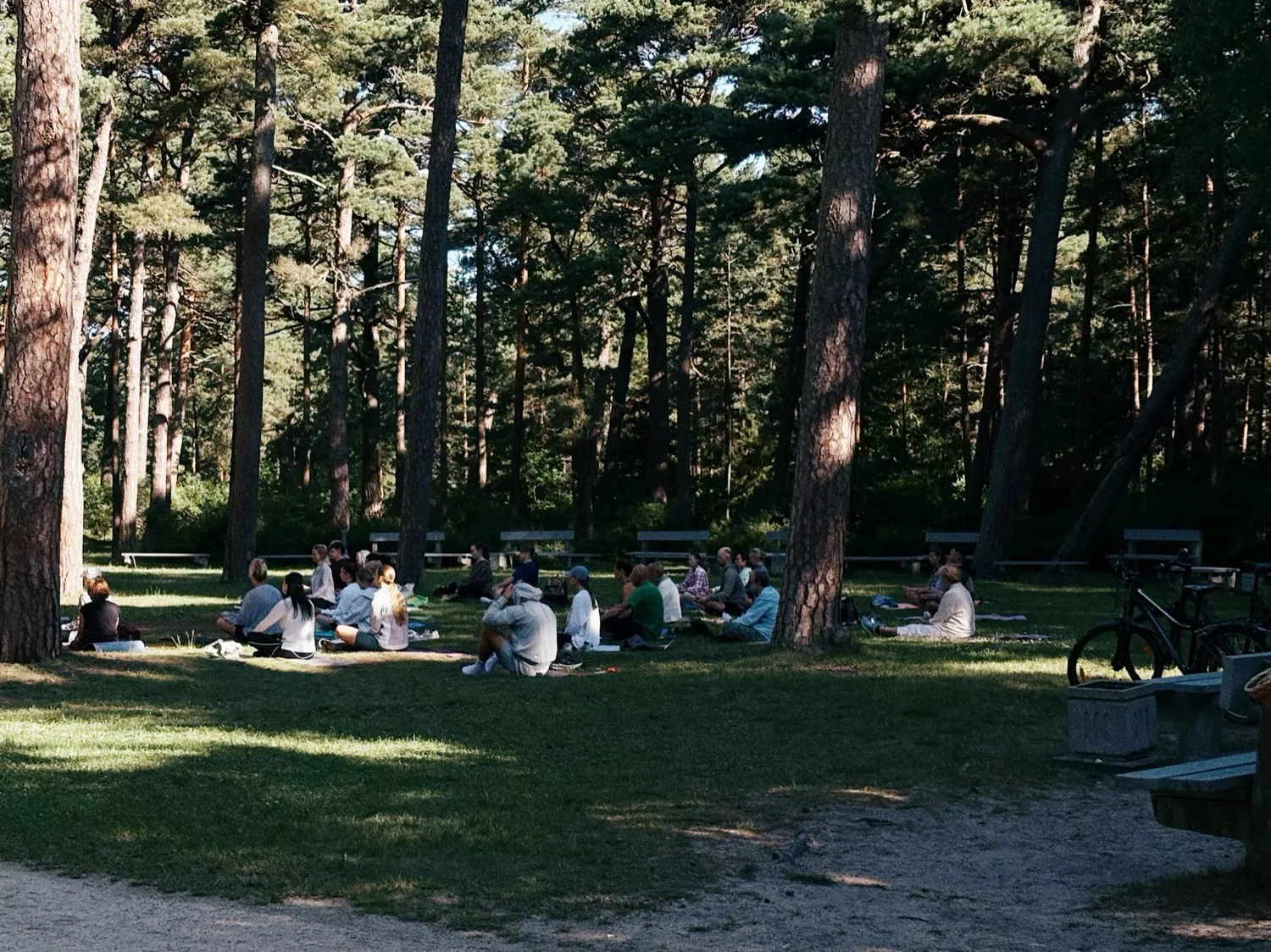 Group of people sitting on grass under pine trees during a outdoor meditation session