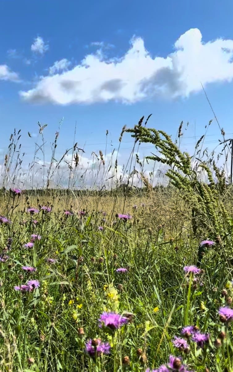 Blooming wild flowers and grasses in a meadow under a sunny blue sky.
