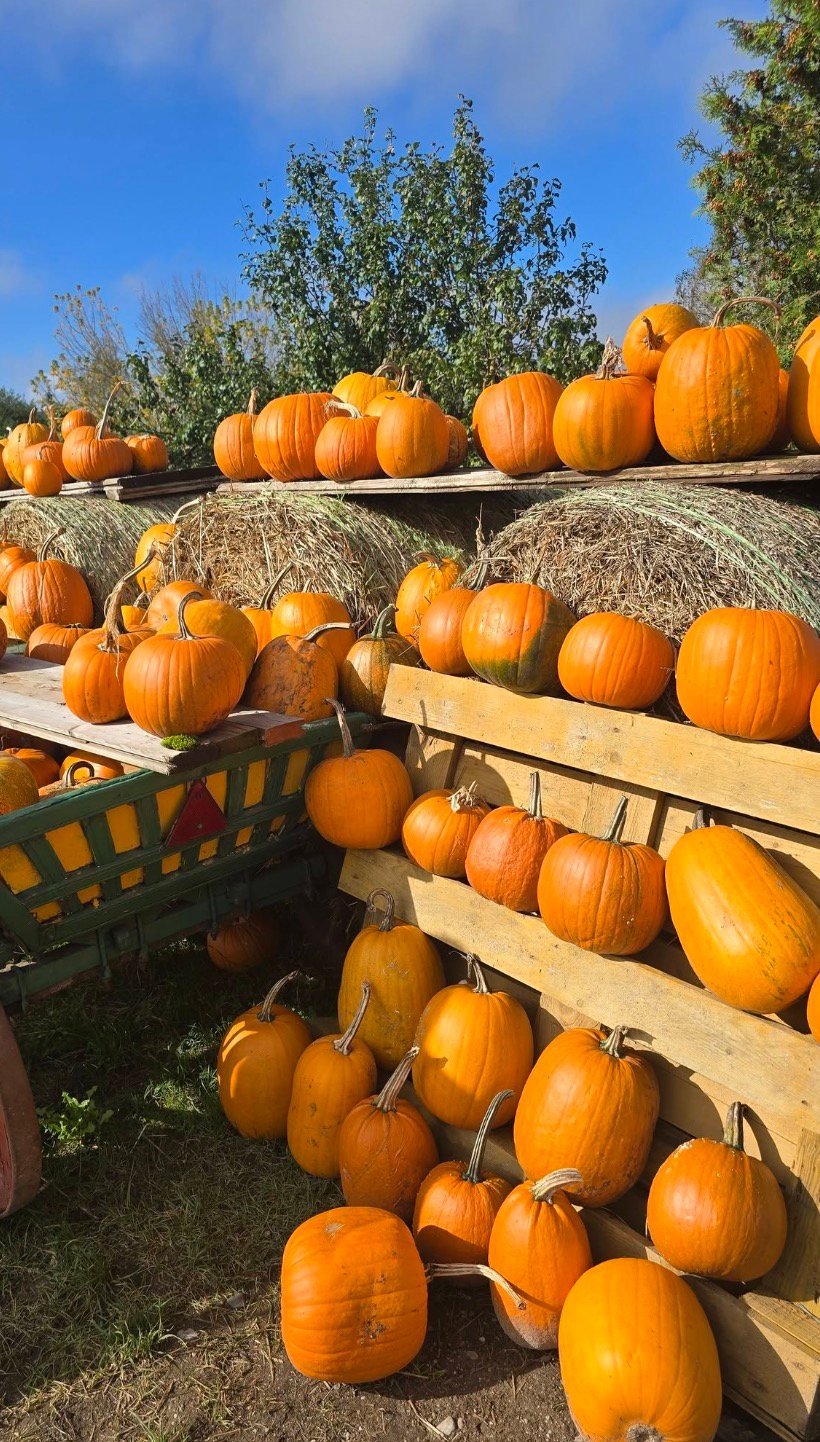 Bright orange pumpkins stacked on wooden pallets and hay bales under a blue sky at Dexteriu farm.