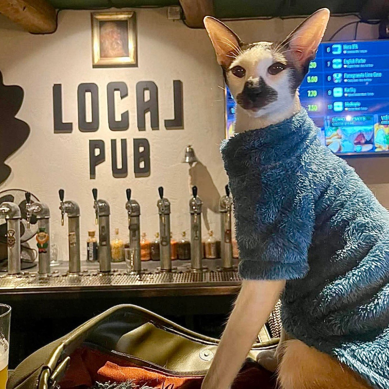 Oriental Shorthair cat wearing a blue sweater at Local Pub bar in Vilnius.