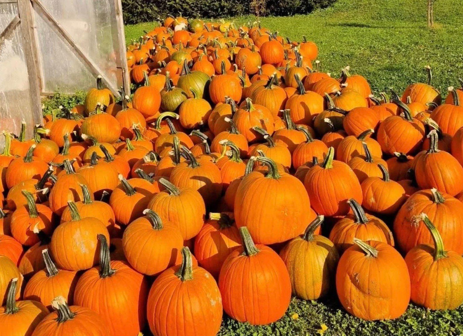 Large pile of fresh orange pumpkins harvested on a green lawn near a greenhouse.