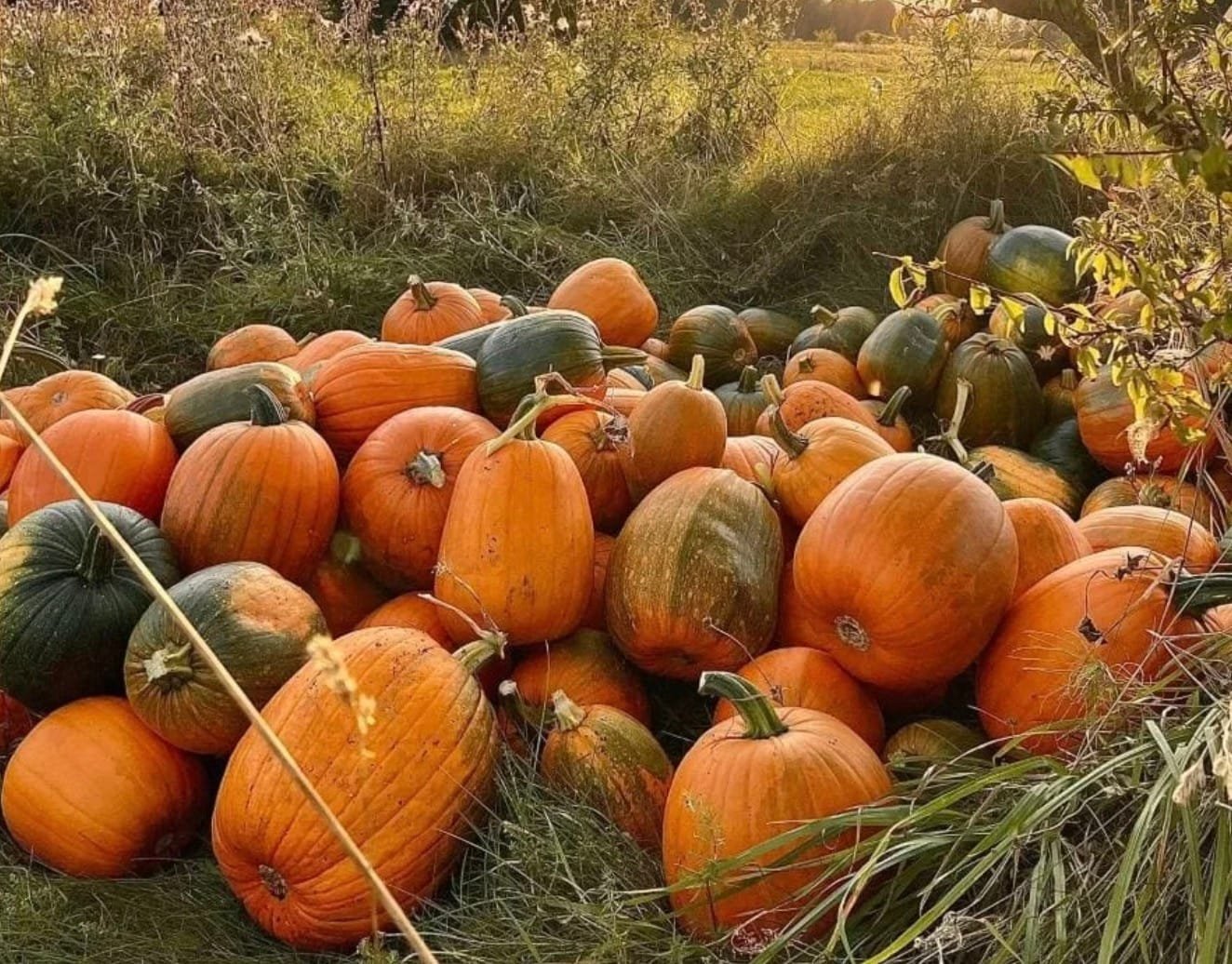 Heaps of orange and green pumpkins lying outdoors in a grassy field at Varnikeliai farm.
