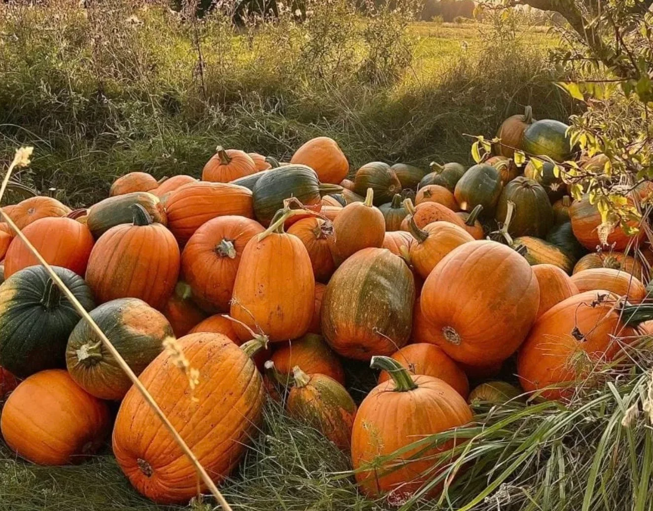 Heaps of orange and green pumpkins lying outdoors in a grassy field at Varnikeliai farm.