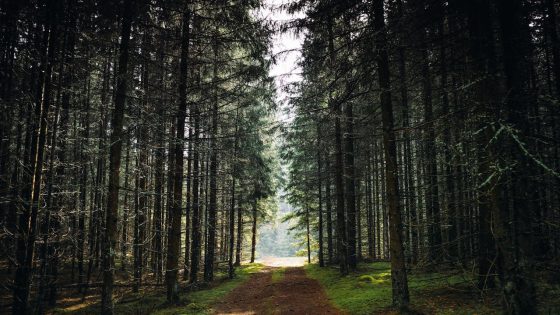 Scenic view of lush green forests and winding rivers, showcasing the natural beauty of popular hiking trails in Vilnius.