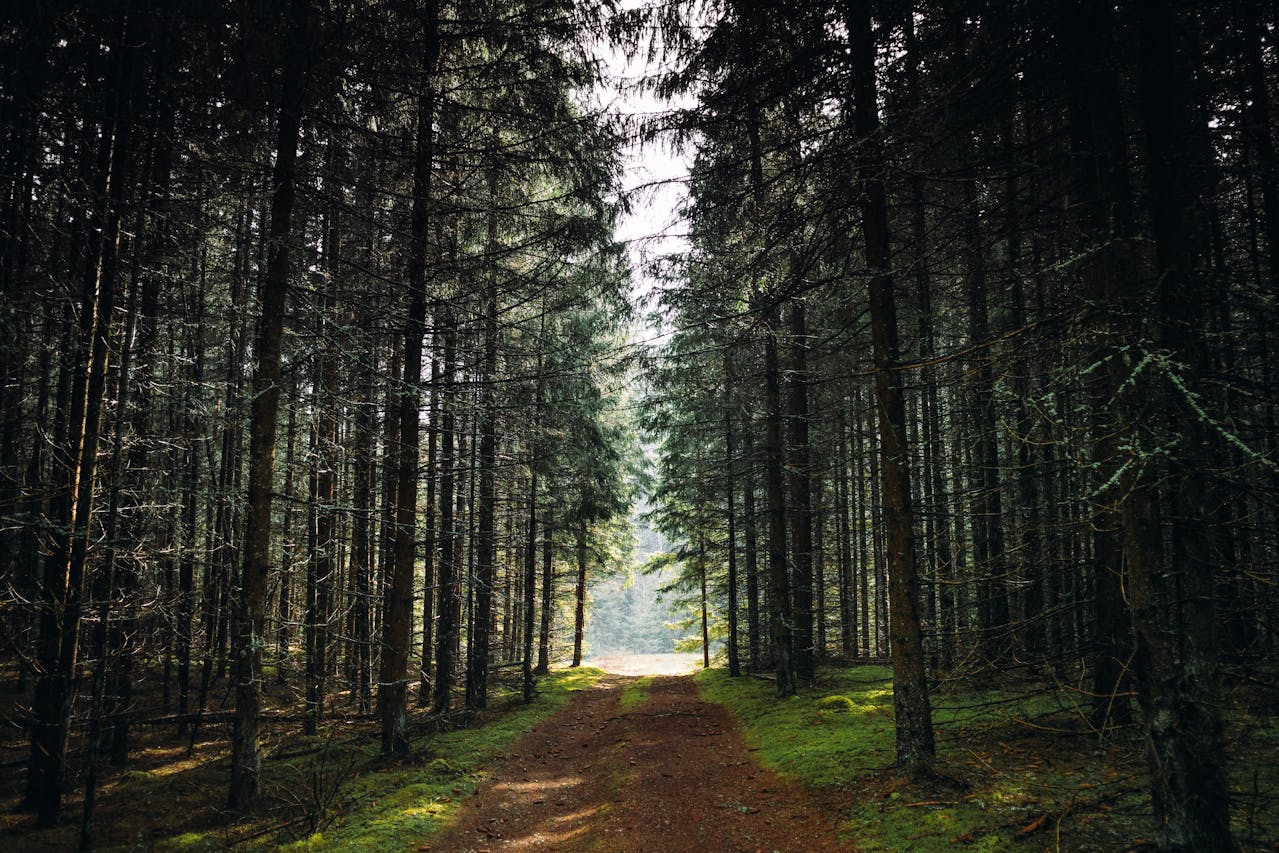 Scenic view of lush green forests and winding rivers, showcasing the natural beauty of popular hiking trails in Vilnius.