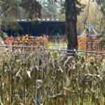 Outdoor autumn festival area with pumpkin displays and corn stalks - halloween in Lithuania.