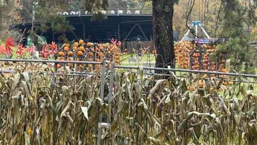 Outdoor autumn festival area with pumpkin displays and corn stalks - halloween in Lithuania.
