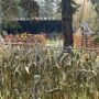 Outdoor autumn festival area with pumpkin displays and corn stalks - halloween in Lithuania.